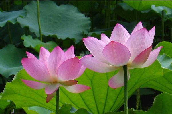 世界上最吉利好运的花:桃花象征好运，百合花用在婚礼上232 / 作者:UFO爱好者 / 帖子ID:90606