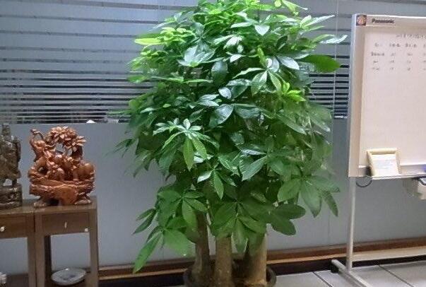 家里再穷也要养这三种花:发财树四季如春，鸿运当头喜庆982 / 作者:UFO爱好者 / 帖子ID:77823