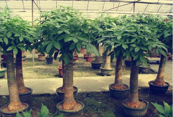 客厅最旺宅的大型植物:发财树极其旺财，龙骨别名霸王鞭207 / 作者:UFO爱好者 / 帖子ID:77278
