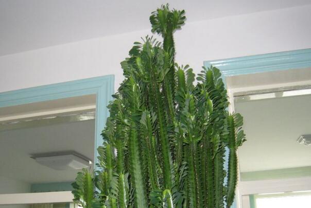 客厅最旺宅的大型植物:发财树极其旺财，龙骨别名霸王鞭643 / 作者:UFO爱好者 / 帖子ID:77278