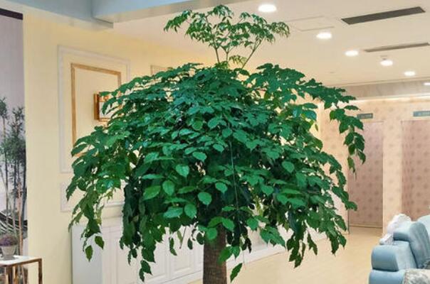 客厅最旺宅的大型植物:发财树极其旺财，龙骨别名霸王鞭885 / 作者:UFO爱好者 / 帖子ID:77278