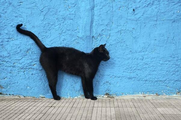 薛定谔的猫比喻什么?薛定谔的猫通俗解释，事物不确定性464 / 作者:UFO爱好者 / 帖子ID:71751