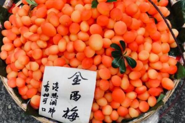 金西梅能吃吗?能吃不会中毒，腌制过的桃子(孕妇不宜吃)546 / 作者:UFO爱好者 / 帖子ID:76825