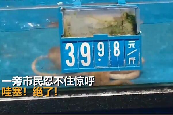 超市八爪鱼“越狱”成功身价翻倍:网友惊呼八爪鱼有梦想451 / 作者:UFO爱好者 / 帖子ID:76713