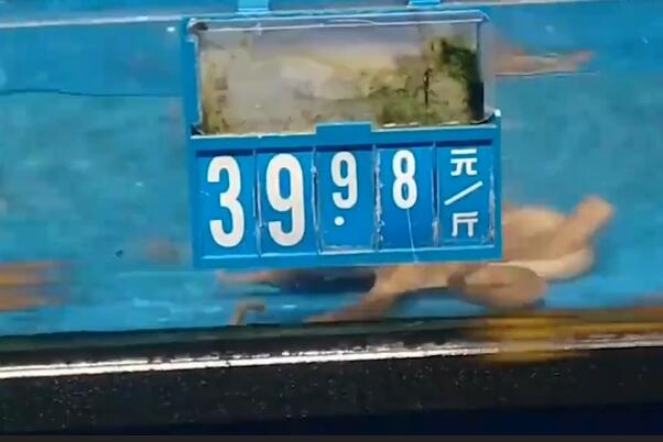 超市八爪鱼“越狱”成功身价翻倍:网友惊呼八爪鱼有梦想245 / 作者:UFO爱好者 / 帖子ID:76713