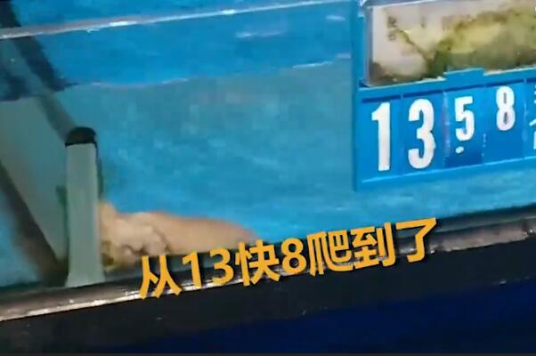 超市八爪鱼“越狱”成功身价翻倍:网友惊呼八爪鱼有梦想340 / 作者:UFO爱好者 / 帖子ID:76713