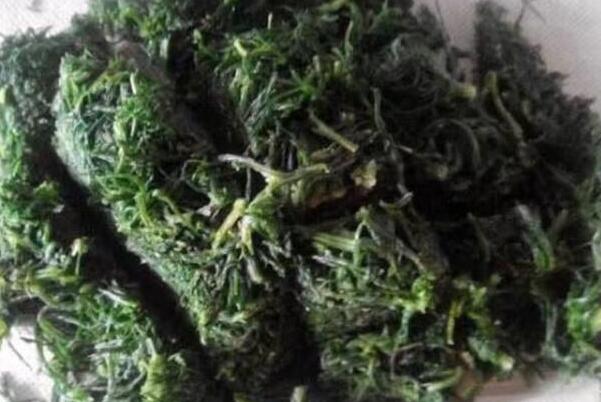 在中国丢脸的入侵物种:风滚草，被美国人痛恨(在中国被吃)315 / 作者:UFO爱好者 / 帖子ID:75531
