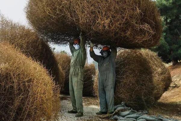 风滚草在中国叫什么?猪毛菜，生命力极强(离开土壤还能活)748 / 作者:UFO爱好者 / 帖子ID:75539