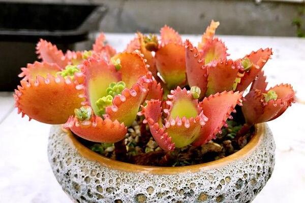 不死鸟多肉有毒吗?无毒最高1.5米，原名落地生根(产自非洲)401 / 作者:UFO爱好者 / 帖子ID:75533