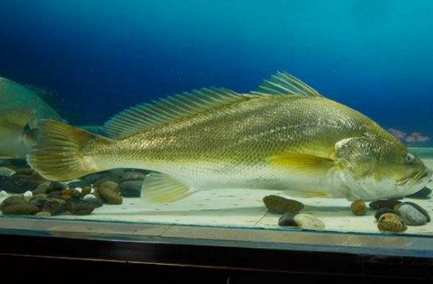 世界上最贵的食用鱼：黄唇鱼(一斤肉可达2.8万人民币)637 / 作者:UFO爱好者 / 帖子ID:90830