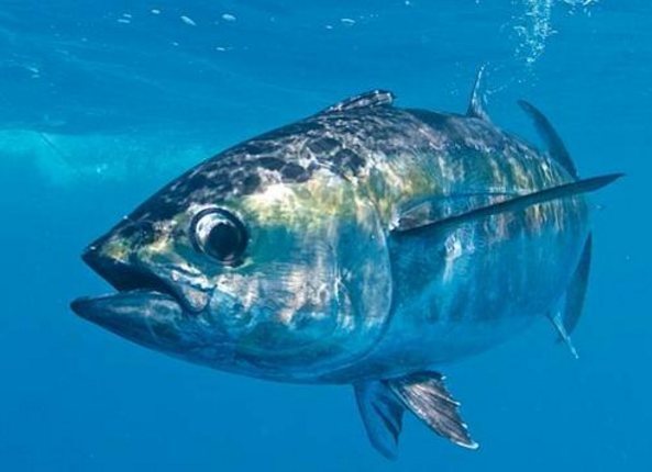 世界上最贵的食用鱼：黄唇鱼(一斤肉可达2.8万人民币)270 / 作者:UFO爱好者 / 帖子ID:90830