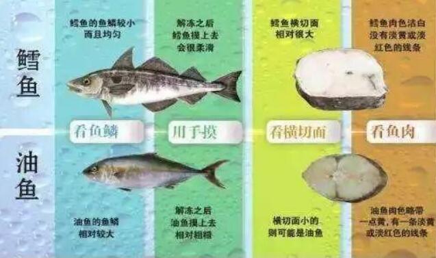 油鱼吃了会怎么样 除了腹痛腹泻外还会屁股漏油471 / 作者:UFO爱好者 / 帖子ID:71760