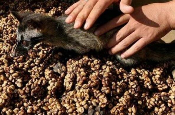 猫屎咖啡的价格是多少 每磅卖出300至500美元不等809 / 作者:UFO爱好者 / 帖子ID:76914