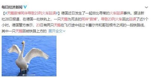 天鹅哀悼同伴导致23列火车延误?天鹅的爱情让人感动527 / 作者:UFO爱好者 / 帖子ID:76716
