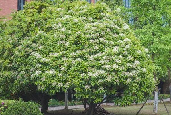 石楠花为什么叫最污花 因散发的花香和精液味道非常相似705 / 作者:UFO爱好者 / 帖子ID:71405