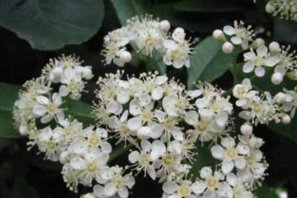 石楠花为什么叫最污花 因散发的花香和精液味道非常相似843 / 作者:UFO爱好者 / 帖子ID:71405