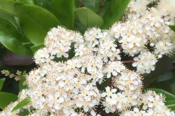 石楠花为什么叫最污花 因散发的花香和精液味道非常相似666 / 作者:UFO爱好者 / 帖子ID:71405