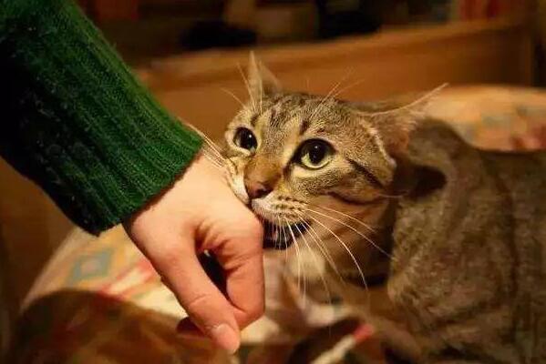 猫抓病是什么病会死吗 猫抓病症状是什么 怎么治疗52 / 作者:UFO爱好者 / 帖子ID:71226