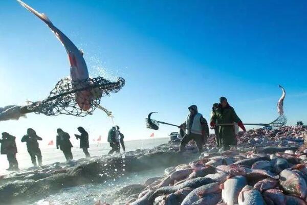 冬捕头鱼拍78万 为何头鱼价格如此之高(头鱼寓意吉祥)398 / 作者:UFO爱好者 / 帖子ID:100306