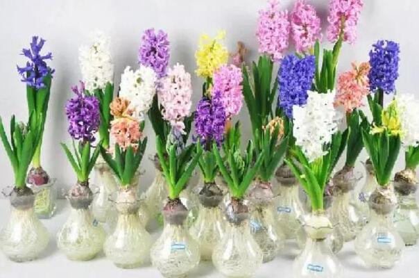 风信子花语和传说 表示忘记过去重生的爱(象征着永久的怀念)246 / 作者:UFO爱好者 / 帖子ID:70673
