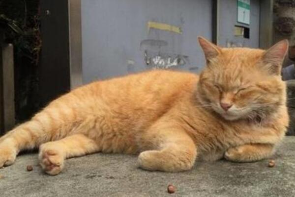 高跟鞋虐猫事件视频 实则商家为获利故意虐猫（惨无人道）347 / 作者:UFO爱好者 / 帖子ID:106232