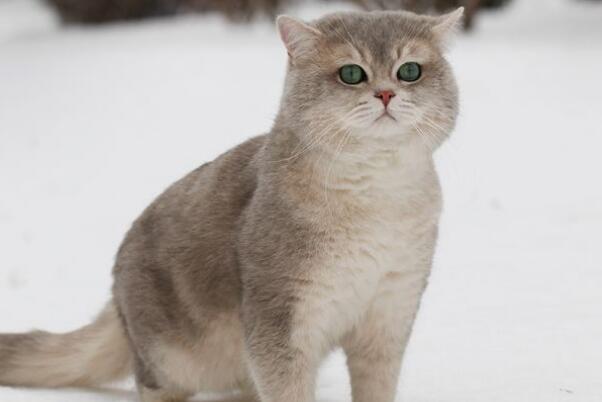 高跟鞋虐猫事件视频 实则商家为获利故意虐猫（惨无人道）321 / 作者:UFO爱好者 / 帖子ID:106232