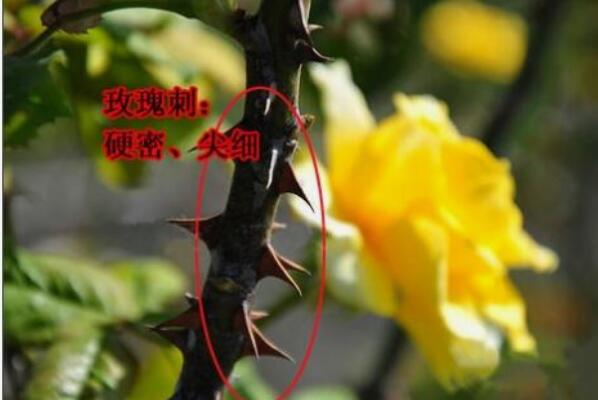 月季和玫瑰的区别：月季花花朵更大(玫瑰花更香)876 / 作者:UFO爱好者 / 帖子ID:68869