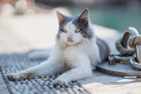 猫咪有泪痕是什么原因：猫咪有泪痕的五大原因(解决办法)255 / 作者:UFO爱好者 / 帖子ID:93412