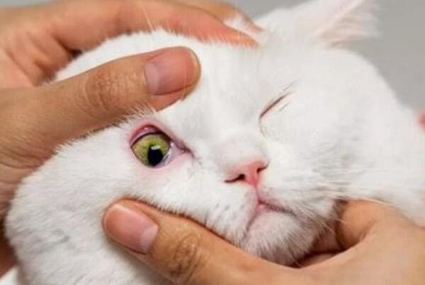 猫咪有泪痕是什么原因：猫咪有泪痕的五大原因(解决办法)468 / 作者:UFO爱好者 / 帖子ID:93412