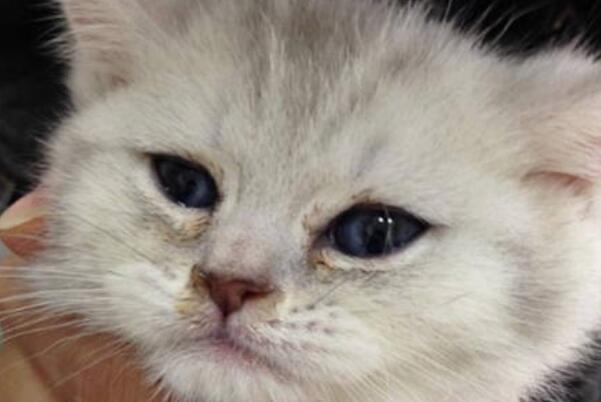 猫咪有泪痕是什么原因：猫咪有泪痕的五大原因(解决办法)352 / 作者:UFO爱好者 / 帖子ID:93412