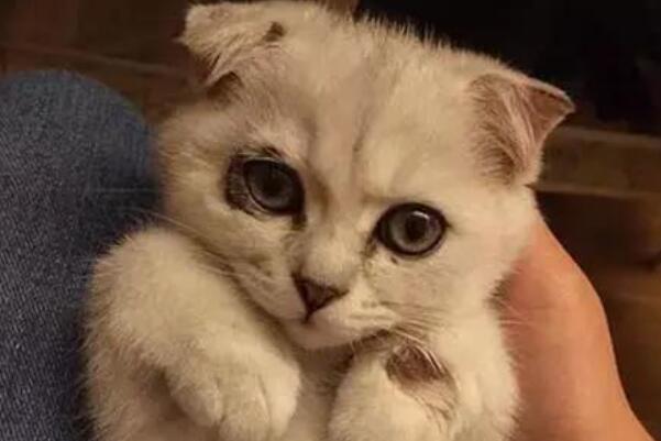 猫咪有泪痕是什么原因：猫咪有泪痕的五大原因(解决办法)713 / 作者:UFO爱好者 / 帖子ID:93412