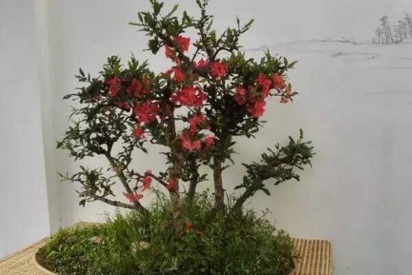 海棠花的养殖方法和注意事项：浇水要浇透(见干见湿原则)56 / 作者:UFO爱好者 / 帖子ID:68644