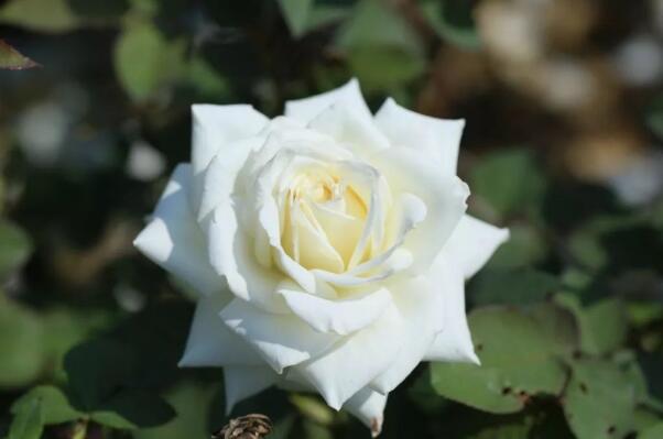 月季花的花语是什么：幸福、光荣和艳丽(各色月季花语大全)352 / 作者:UFO爱好者 / 帖子ID:68643