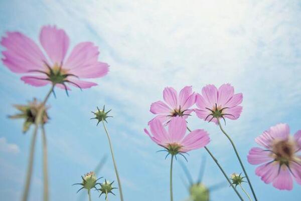 格桑花是什么花：格桑花是许多花的总称(表达珍惜之情)223 / 作者:UFO爱好者 / 帖子ID:92998
