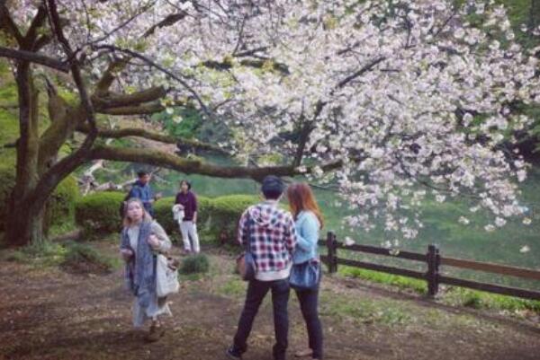 日本的五大赏樱景点：赏樱胜地弘前城(粉色仙境)118 / 作者:UFO爱好者 / 帖子ID:68603