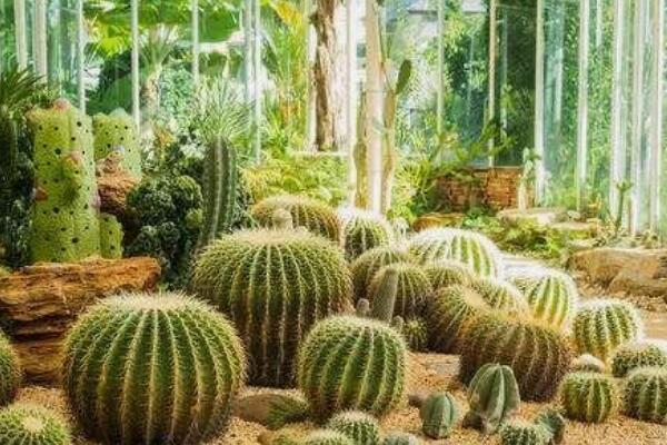 沙漠常见四种植物：胡杨被誉为沙漠守护神(防风固沙主力军)367 / 作者:UFO爱好者 / 帖子ID:92921