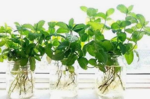 荷可以水养吗：薄荷水养比土养长得更快(可以水养)242 / 作者:UFO爱好者 / 帖子ID:92955
