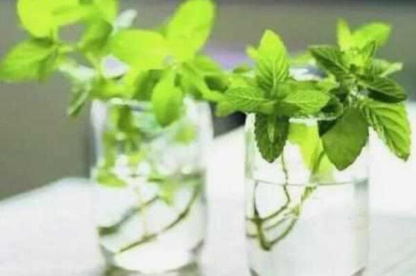 荷可以水养吗：薄荷水养比土养长得更快(可以水养)794 / 作者:UFO爱好者 / 帖子ID:92955