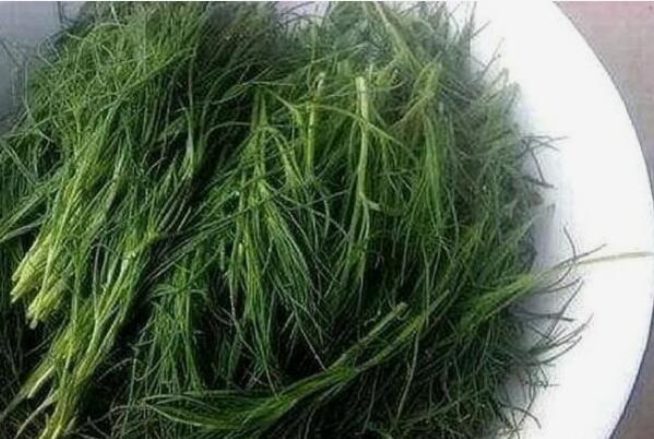 风滚草为什么在中国很少见：环境阻碍风滚草繁殖(有天敌)235 / 作者:UFO爱好者 / 帖子ID:67237