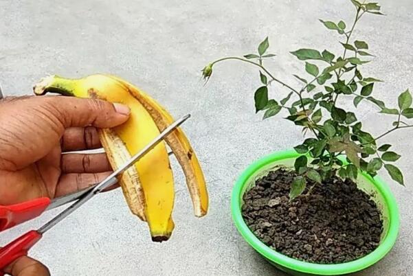 香蕉皮怎么做花的肥料：香蕉皮切碎发酵做液肥(也可做堆肥)97 / 作者:UFO爱好者 / 帖子ID:92717