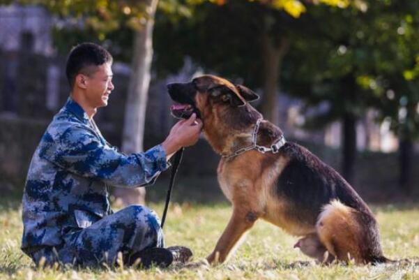 军犬是怎么训练出来的：四种训练军犬的方式(保证令行禁止)993 / 作者:UFO爱好者 / 帖子ID:67934