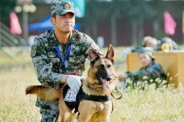 军犬是怎么训练出来的：四种训练军犬的方式(保证令行禁止)373 / 作者:UFO爱好者 / 帖子ID:67934