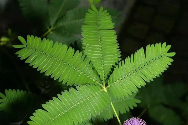世界上最奇妙的植物：会闭合的含羞草（药用价值高）277 / 作者:UFO爱好者 / 帖子ID:89297