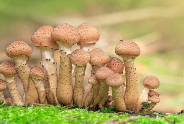 世界上最大的蘑菇：蜂蜜蘑菇，长达5.6公里(森林杀手)594 / 作者:UFO爱好者 / 帖子ID:89447