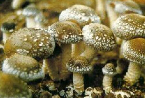世界最大的生物:密歇根蜜环菌，占地约37公顷354 / 作者:UFO爱好者 / 帖子ID:89451