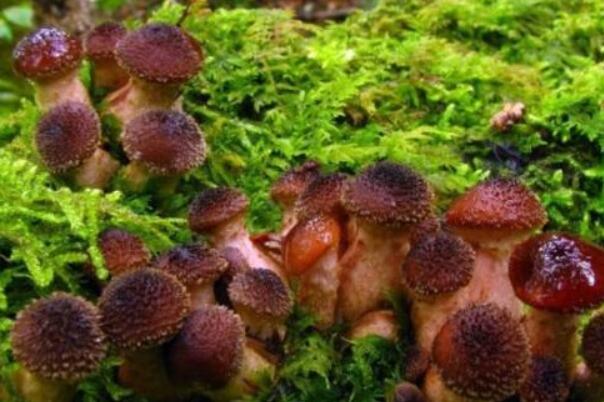 世界最大的生物:密歇根蜜环菌，占地约37公顷747 / 作者:UFO爱好者 / 帖子ID:89451