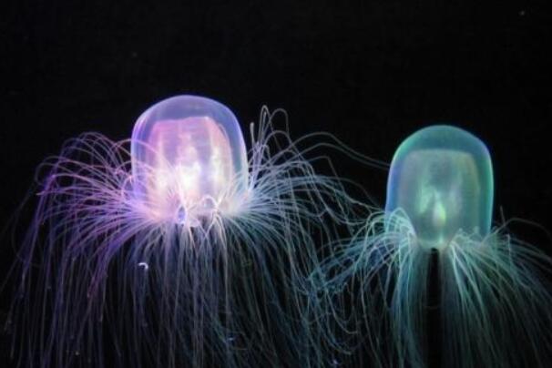 世界上毒性最强的水母:澳洲方水母，被蛰3分钟便死亡105 / 作者:UFO爱好者 / 帖子ID:89354