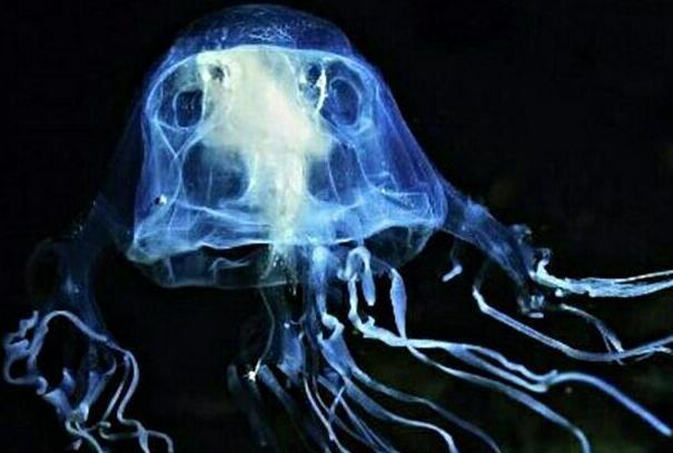 世界上毒性最强的水母:澳洲方水母，被蛰3分钟便死亡943 / 作者:UFO爱好者 / 帖子ID:89354