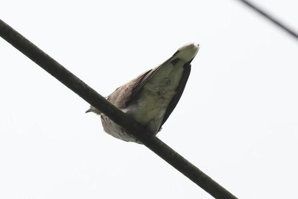 灰喉针尾雨燕：体长仅19厘米，飞行速度快(在空中捕食)434 / 作者:UFO爱好者 / 帖子ID:94513