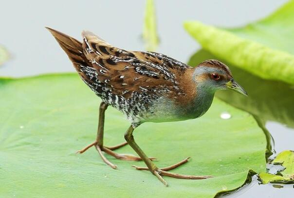 中国最小田鸡：花田鸡，长仅12厘米(爱躲藏)159 / 作者:UFO爱好者 / 帖子ID:94509